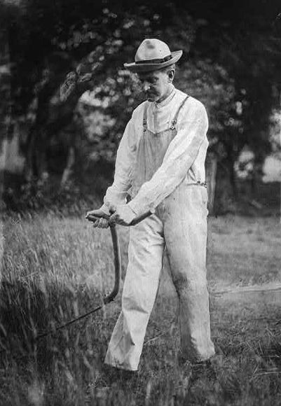 Coolidge working a scythe on one of his fields in Plymouth. 