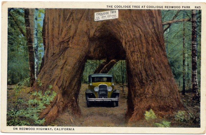 The Coolidge Tree, California