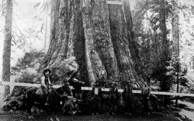 Base of the tree, photo taken in 1907. 