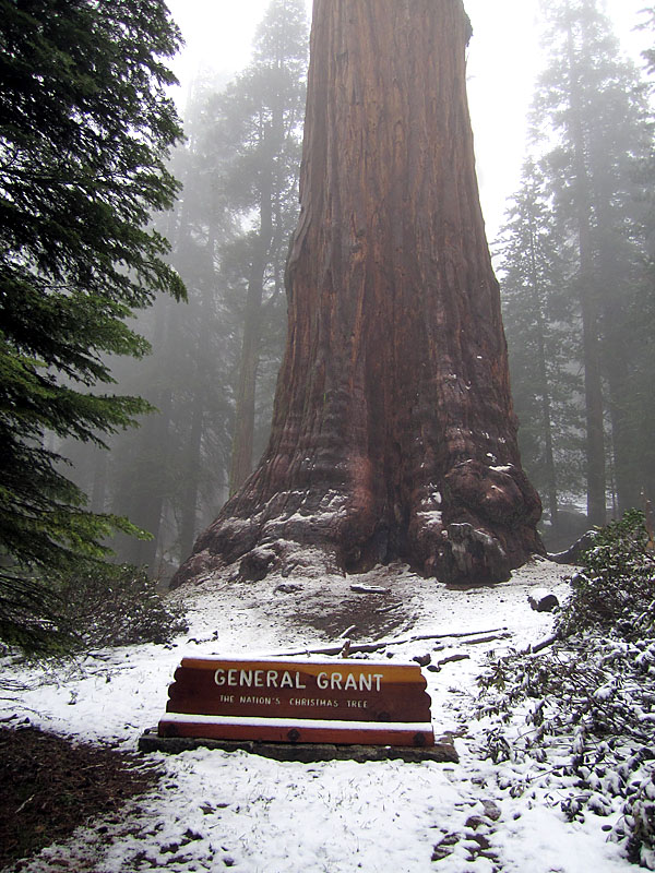 The "Nation's Christmas Tree" in the middle of summer. The snow on the ground reminds us how aptly named it was by President Coolidge. It is here, in the beauty of America's sequoias that the Christmas Tree finds its most distinctive representation. 