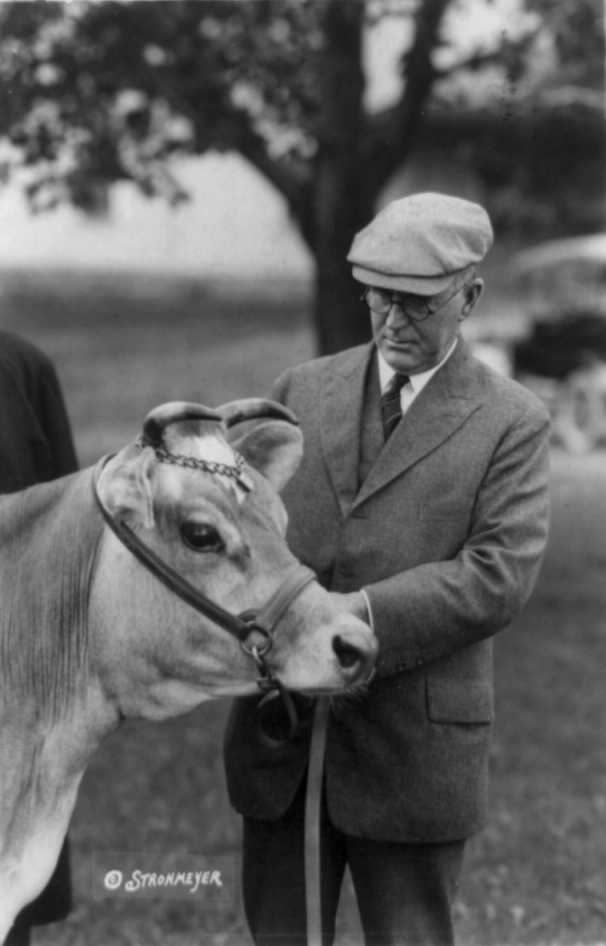 Secretary of Agriculture under Presidents Harding and Coolidge until his sudden death in 1924, Henry C. Wallace is pictured here tending to one of his Jersey cows. 