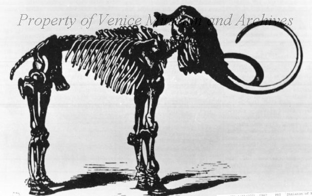 Print of the Mammoth skeleton, the jaws and tusks of which were the first to be found in Venice, Florida, 1926.  Based on the size of the tusks, it is estimated that the mammoth stood 14 feet high and spanned 20 feet long, Print from The Venice News, picture property of Venice Museum and Archives. 
