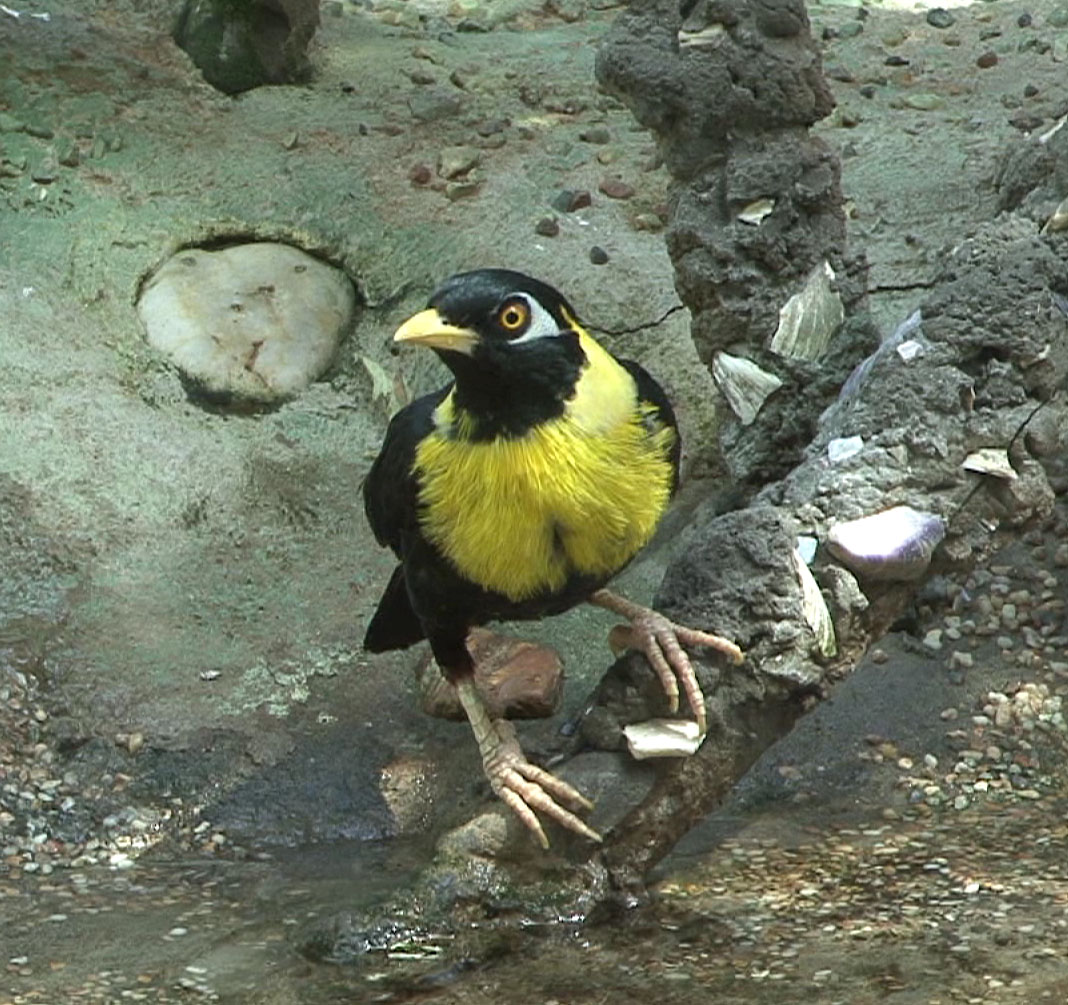 The Golden Myna (mino anais), an especially bright and vocal species of starling, which is likely what the Colonel called the "Malayan starling."