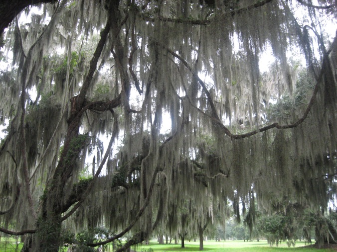 Admiring the oaks at Fort Frederica, where the British repelled Spanish attack in 1742. 