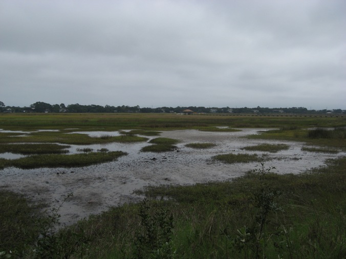 The salt marshes where Bloody Marsh was fought, as they look today. 