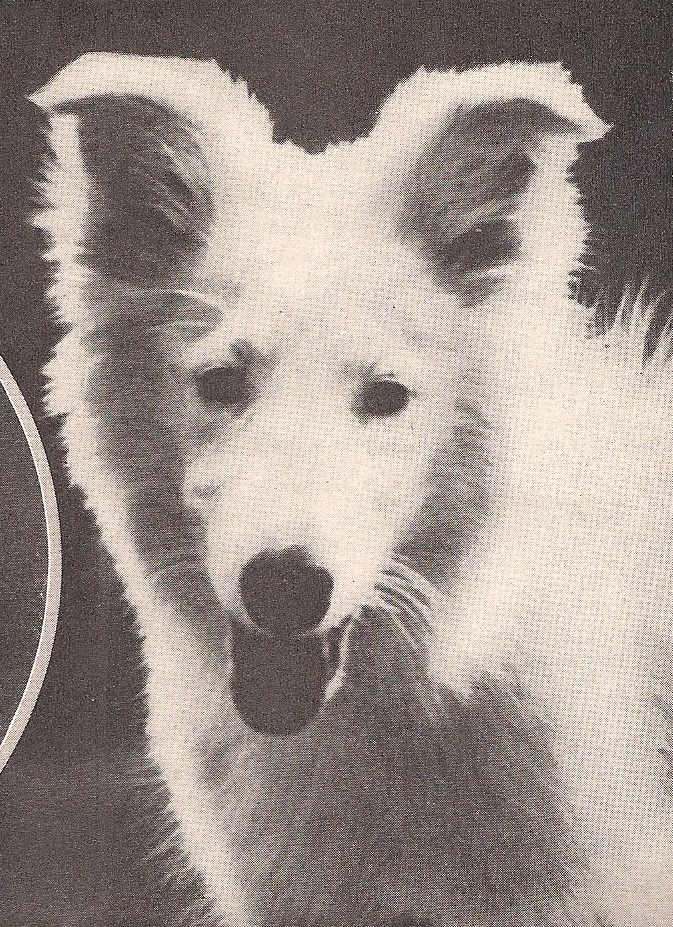 Calamity Jane featured in "Our Family Pets" by Grace Coolidge, The American Magazine, December 1929 issue. 