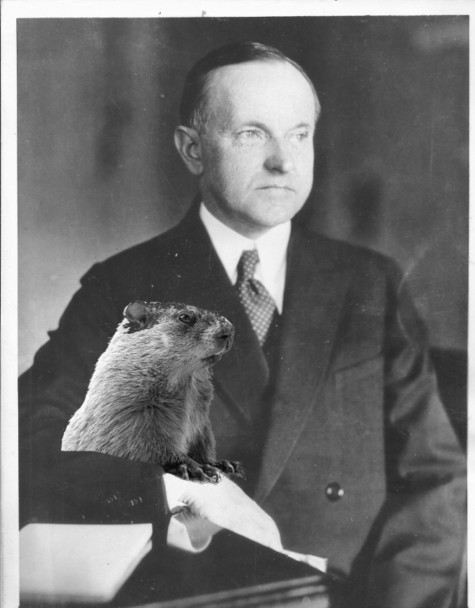 CC portrait-groundhog